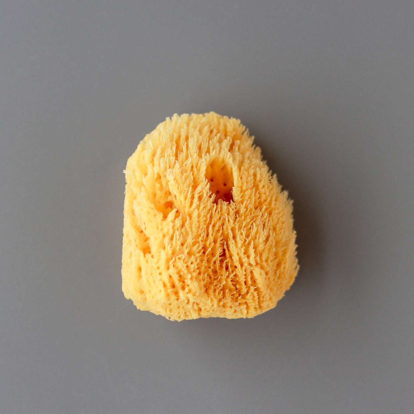 Wool Sea Sponge