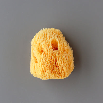 Wool Sea Sponge