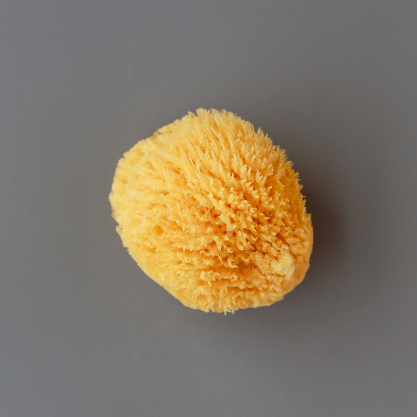 Wool Sea Sponge